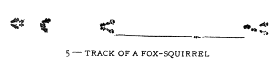 5 – TRACK OF A FOX-SQUIRREL