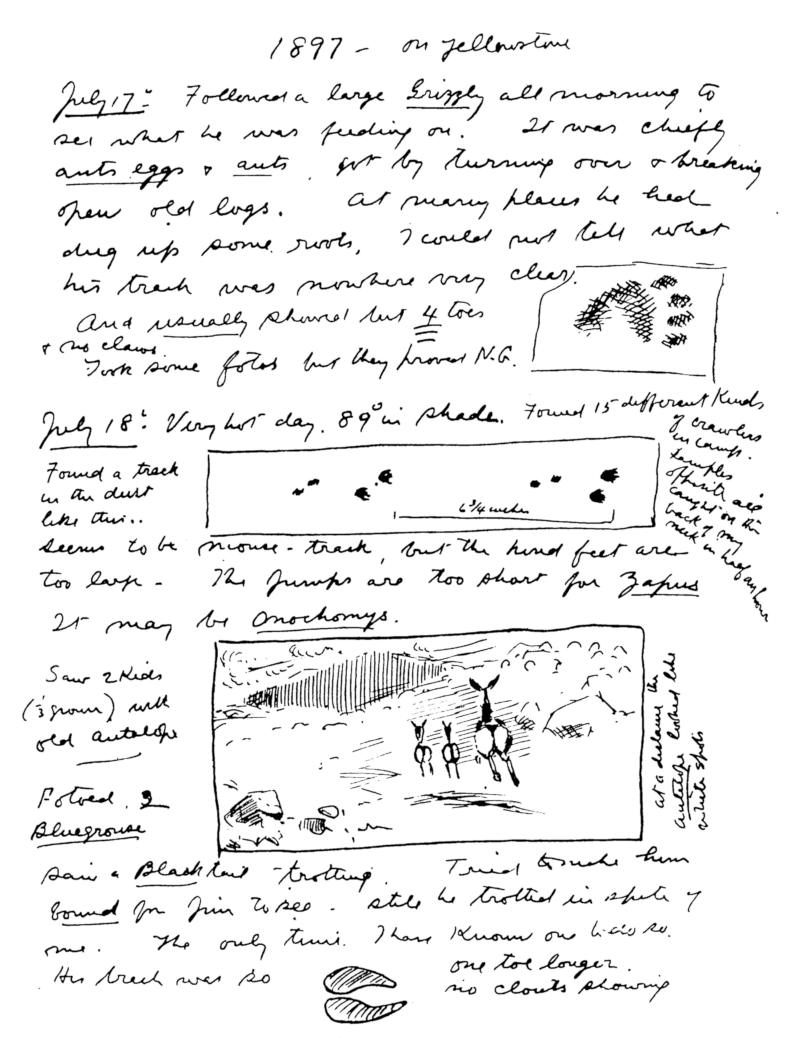 A page of Seton's journal with notes from Saturday, July 17 and Sunday, July 18, 1897 in Yellowstone.