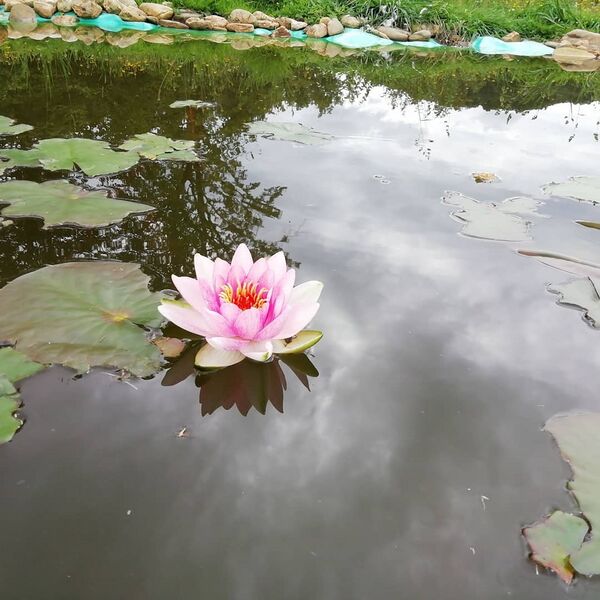 Soubor:Lotosový květ.jpg
